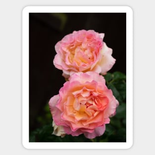 Pink rachel two rose flowers in bloom Sticker